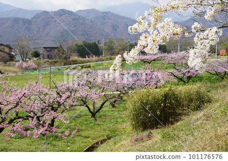 山梨縣韭崎市 JR 中央本線穴山站與新風站之間的桃田和櫻花景觀 山梨縣韭崎市 JR 中央本線穴山站與新風站之間的桃田和櫻花景觀 101176576