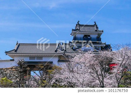 Castle tower and castle gate with cherry blossoms 101176750