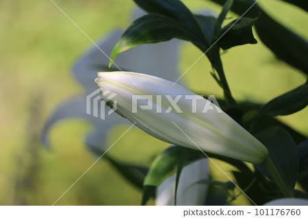 The flower language of the lily flower is "pure" and "innocence". The flower language of the lily flower is "pure" and "innocence". 101176760