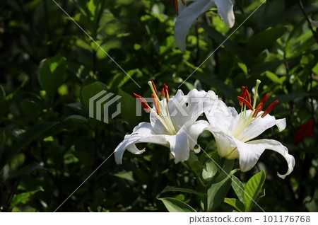 The flower language of the lily flower is "pure" and "innocence". 101176768