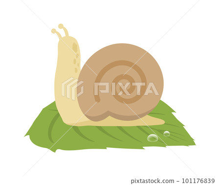 Snail on a leaf 101176839