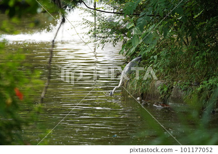 A blue heron standing by the water 101177052