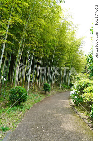 Bamboo Road 101177053