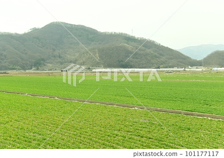 Green barley field and Mori Shogunzuka Tumulus Green barley field and Mori Shogunzuka Tumulus 101177117