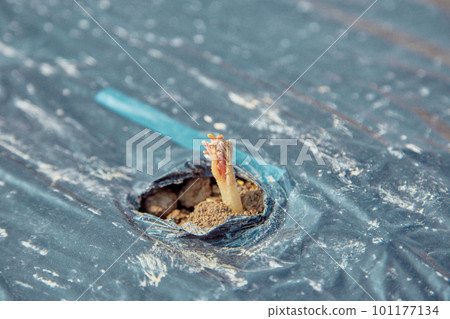 Potato Sprout Destroyer Ground Pechka Potato Sprout Destroyer Ground Pechka 101177134