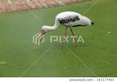 Milky stork close up yellow red beak looking for food in river Milky stork close up yellow red beak looking for food in river 101177401