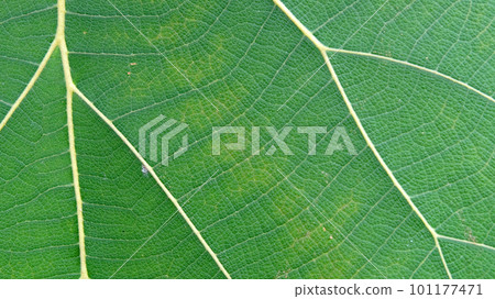 Close Up Of Green Leaf Texture Close Up Of Green Leaf Texture 101177471