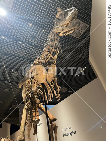 福伊迅猛龍 福伊迅猛龍 101177495