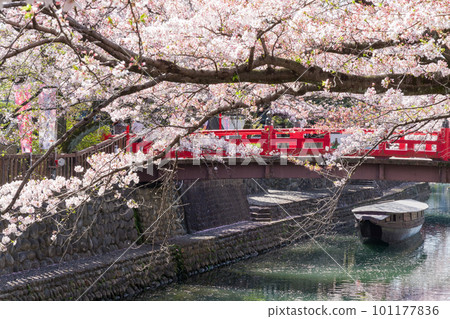Red bridge and cherry blossoms in full bloom (Ogaki City, City of Water) Red bridge and cherry blossoms in full bloom (Ogaki City, City of Water) 101177836