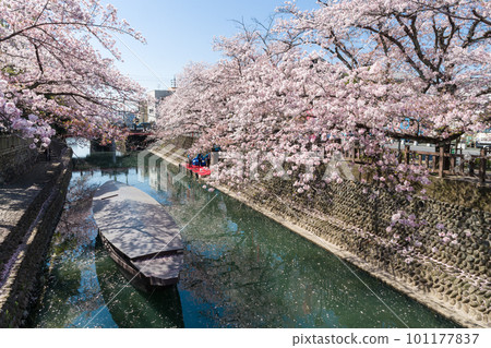 漂浮在櫻花盛開的河面上的小船（水之都大垣市） 101177837