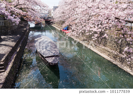 漂浮在櫻花盛開的河面上的小船（水之都大垣市） 101177839