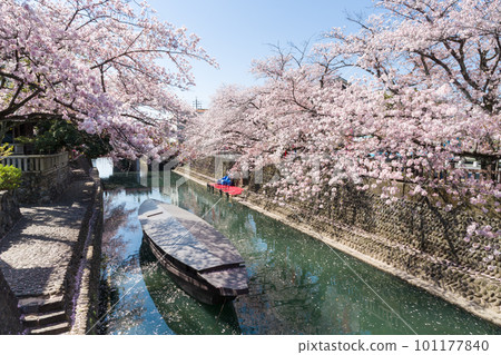 漂浮在櫻花盛開的河面上的小船（水之都大垣市） 101177840