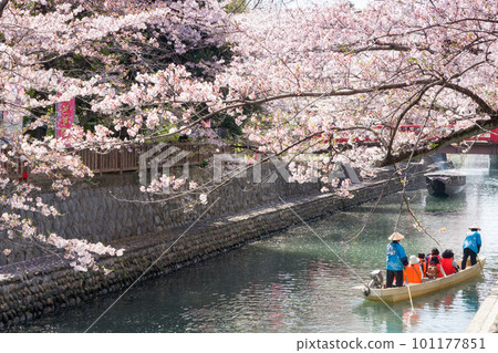 Tourists going down a boat under a row of cherry blossom trees in full bloom (Ogaki City, City of Water) Tourists going down a boat under a row of cherry blossom trees in full bloom (Ogaki City, City of Water) 101177851