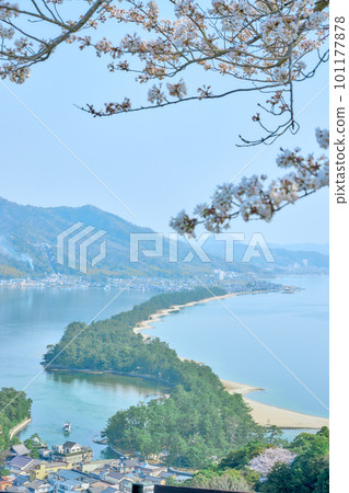 天橋立與櫻花盛開，日本三大美景，京都，宮津，旅遊勝地 101177878