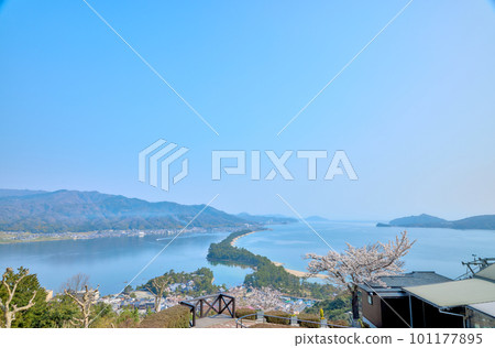 Amanohashidate and cherry blossoms in full bloom, the three most scenic views of Japan, Kyoto, Miyazu, tourist attractions 101177895