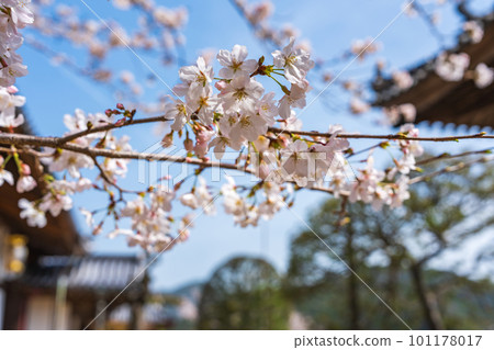 [第23次不動所]春天藥王寺的櫻花[四國88處] 101178017