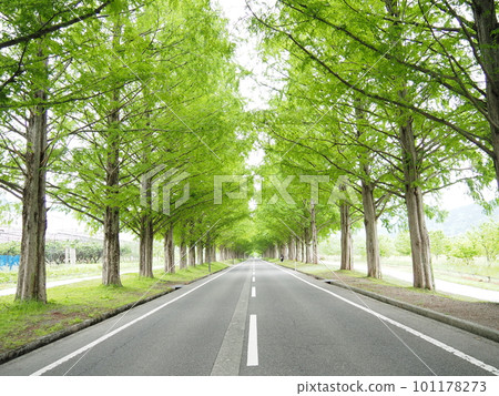 Metasequoia trees in the fresh green season 101178273