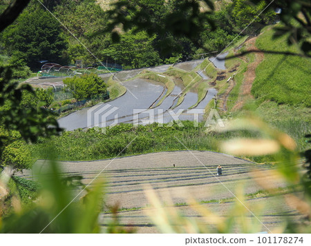 Water-filled rice terraces in front of rice planting 101178274