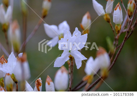 White Rhododendron flower 101178386