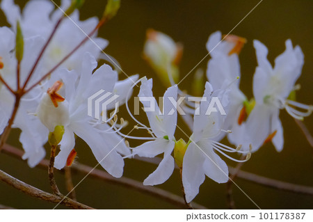 White Rhododendron flower White Rhododendron flower 101178387