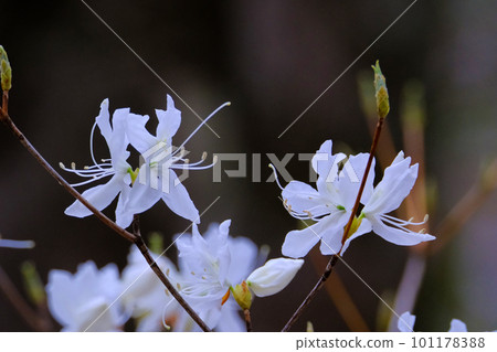 White Rhododendron flower 101178388