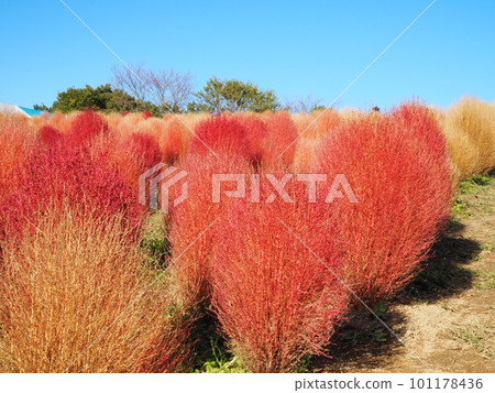 Autumn leaves Kokia Autumn leaves Kokia 101178436