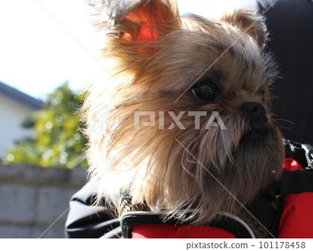 Griffon 101178458