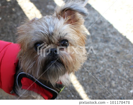 staring gryphon staring gryphon 101178478