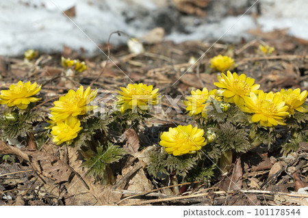 Fukujusou, which blooms after the snow melts, Tadami Town, Fukushima Prefecture 101178544
