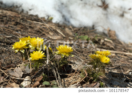 Fukujusou, which blooms after the snow melts, Tadami Town, Fukushima Prefecture Fukujusou, which blooms after the snow melts, Tadami Town, Fukushima Prefecture 101178547