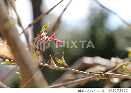 等待綻放的櫻花花蕾 等待綻放的櫻花花蕾 101178552