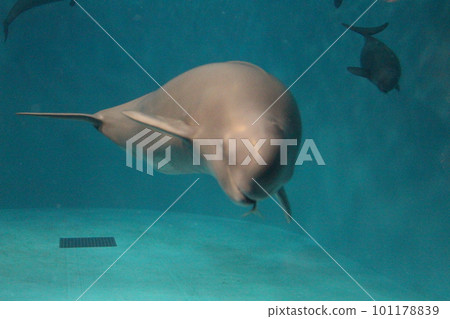 Dugong, Miyajima Aquarium, mammals, Miyajima, Hiroshima Prefecture, meal time, feeding Dugong, Miyajima Aquarium, mammals, Miyajima, Hiroshima Prefecture, meal time, feeding 101178839