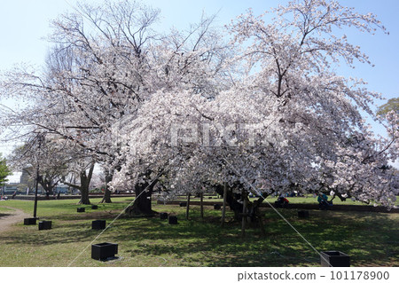 武藏國分寺遺址的櫻花（禮堂遺址東側） 101178900