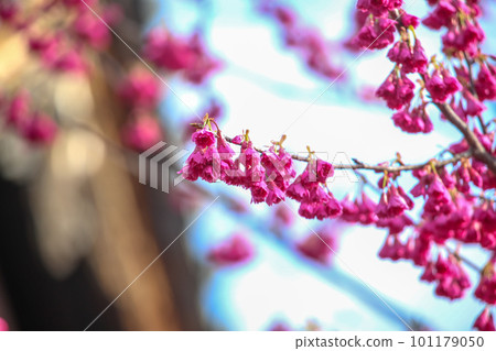 櫻花 櫻花 101179050