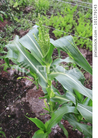 玉米雄花 玉米雄花 101179143