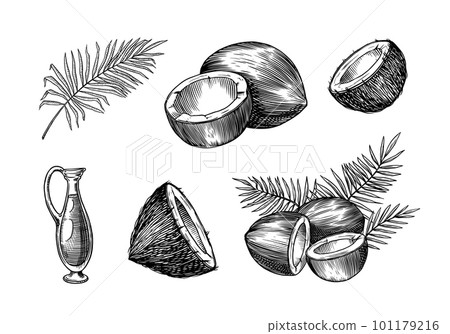 Coconut sketch. Tropical food and palm leaf. Retro ink style. Hand drawn vector illustration for 101179216