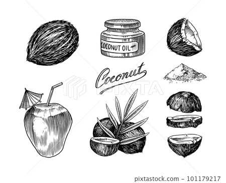 Coconut sketch. Tropical food and palm leaf. Retro ink style. Hand drawn vector illustration for 101179217