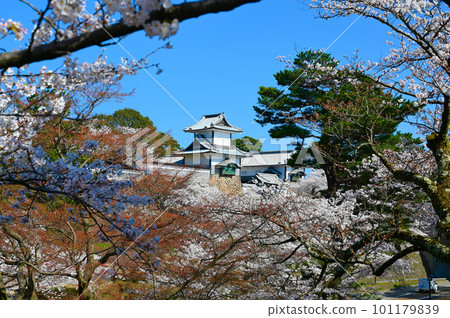 Ishikawamon Cherry Blossom View from Katsurasakaguchi Kanazawa City 101179839
