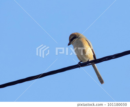 Shrike staying on the wire 101180030