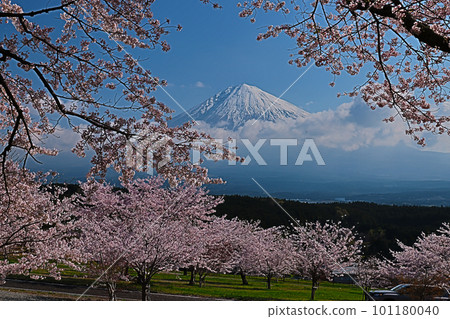 富士宮市一座小山的春天富士山① 富士宮市一座小山的春天富士山① 101180040