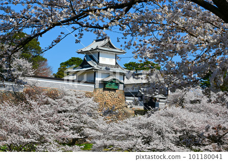 Ishikawamon Cherry Blossom View from Katsurasakaguchi Kanazawa City 101180041