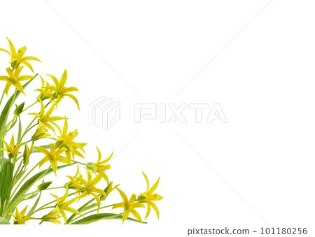 Yellow Gagea lutea flowers, bud and leaves in a corner arrangement isolated on white 101180256