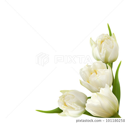 White peony tulip flowers in a corner arrangement isolated on white or transparent background 101180258