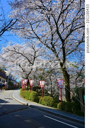 兼六園 魔谷坂 金澤櫻 101180433