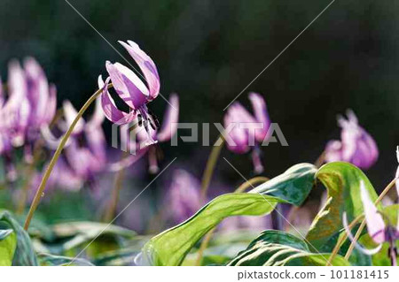 A lovely katakuri flower A lovely katakuri flower 101181415