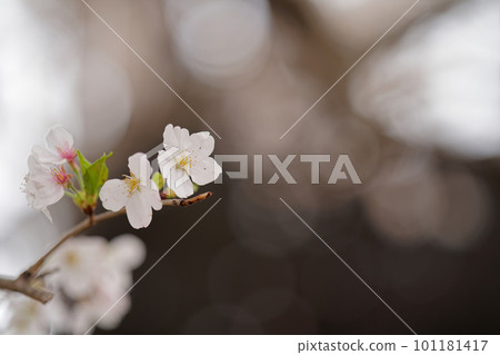 Yoshino cherry tree close-up Yoshino cherry tree close-up 101181417