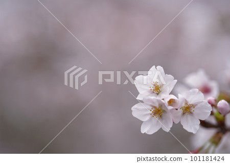 Cherry blossoms herald the arrival of spring Cherry blossoms herald the arrival of spring 101181424