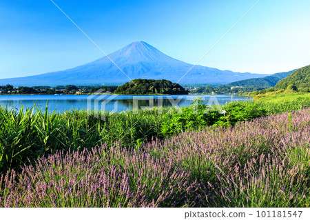 夏季的薰衣草盛開的河口湖大石公園和富士山 山梨縣富士河口湖町 101181547
