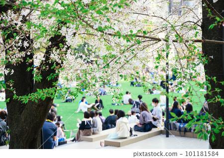 人們在春天公園欣賞櫻花 101181584