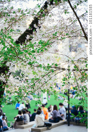 人們在春天公園欣賞櫻花 101181585